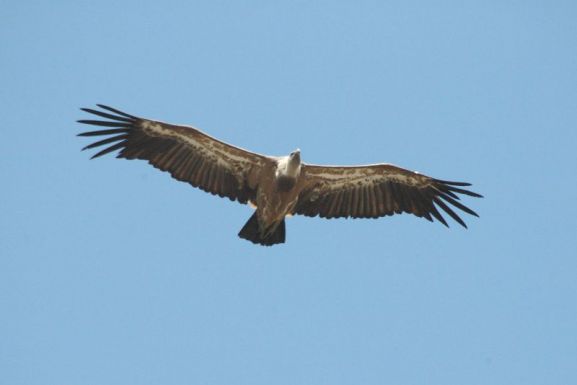 Visszatelepítik a fakó keselyűt a Fogarasi-havasokba