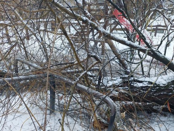 Rádőlt egy fa a közkedvelt csíkszeredai játszótérre