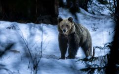 Hargita megye: évről évre csökkenek a nagyvadak okozta károk