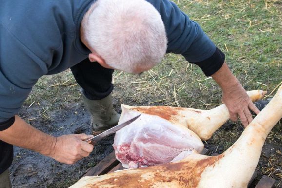 Kezdődik a disznóvágási szezon