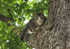 Cicát mentettek a tűzoltók