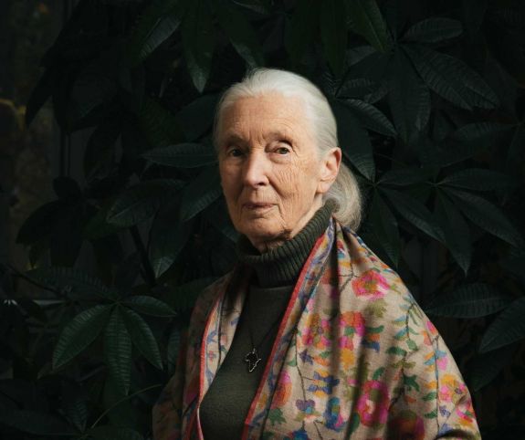 Elhunyt Jane Goodall, a legendás csimpánzkutató