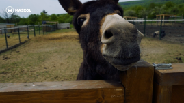 Ma van az állatok világnapja