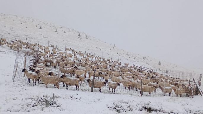 Menekülő útvonalat alakítanak ki a magashegyen, hóban rekedt nyájaknak (VIDEÓ)