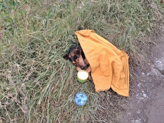 Székelyudvarhely: magára hagyták az út szélén a bántalmazott kutyát, most szerető gazdira vár