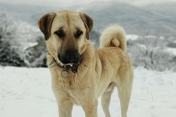 Korodi Attila reagált a veszélyes pásztorkutyák betiltása nyomán elhangzott vádakra