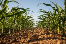 Klímaváltozás: átalakulóban vannak a növénykultúrák Székelyföldön