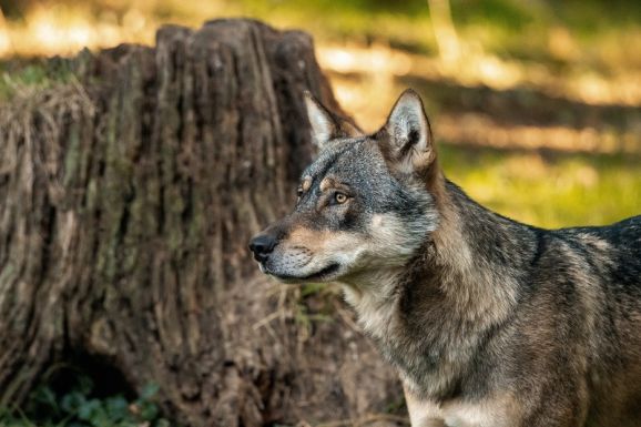 A „gonosz” farkas? – Természetvédelem és félelem