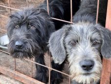 Túl sok a kutya, kevés a hely – 121 kóbor kutya várja a megmentőjét Sepsiszentgyörgyön