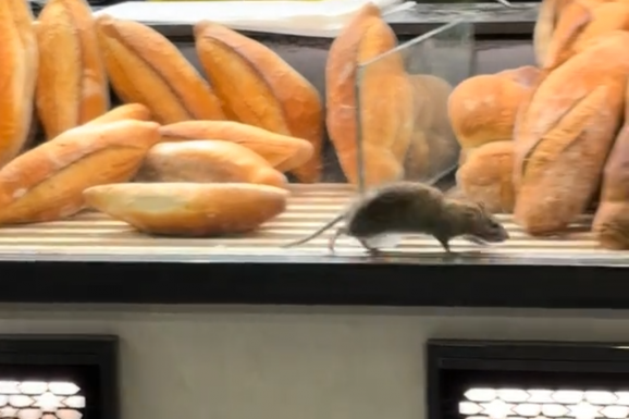 Patkány rohangált a kenyerek között a vitrinben, megbüntették a pékséget (VIDEÓ)