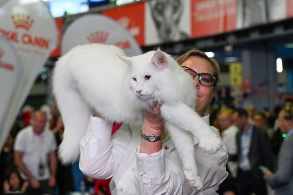 Három romániai macska a világ legszebbjei között