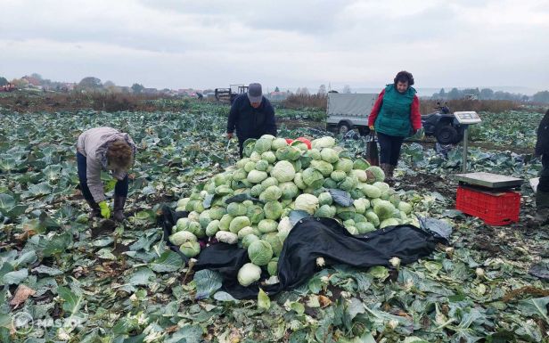 Szépvízi káposztavágás utáni mérleg: idén kisebb fejek fejlődtek