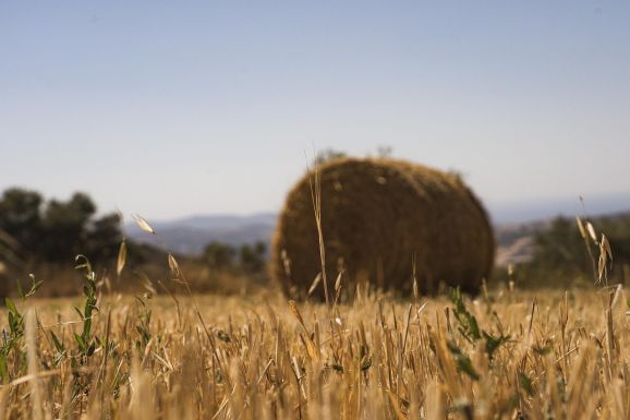 Kevés a széna – A szárazság nem tett jót Hargita megye gyepterületeinek