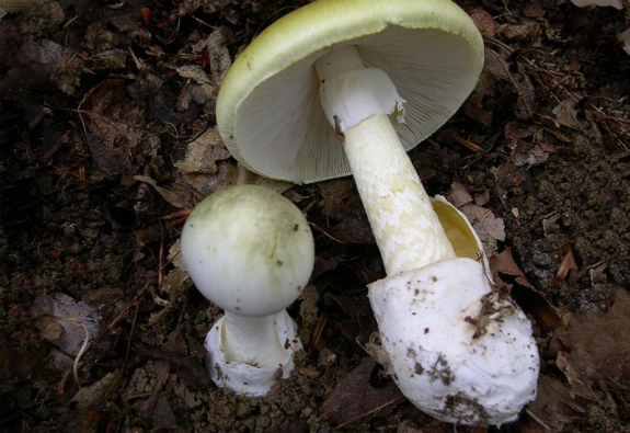 Életfogytiglanra ítélték a galócás gyilkost