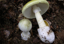 Életfogytiglanra ítélték a galócás gyilkost