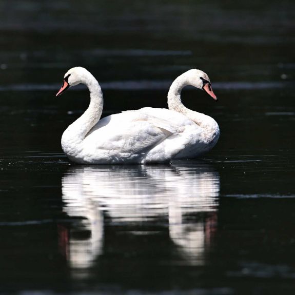 Demeter János barokk zenével társított természetfotói Bukarestben