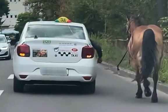 Nem tréfa: taxiból vezette paripáját a marosvásárhelyi lovas (VIDEÓ)
