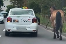 Nem tréfa: taxiból vezette paripáját a marosvásárhelyi lovas (VIDEÓ)