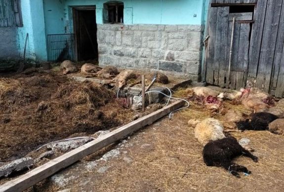 Hargita megye: a félmillió lej értékű vadkárok túlnyomó részét medvék és farkasok okozták