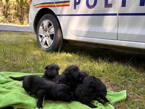 Hat kidobott kiskutyát mentettek meg – Nyomozás indult állatkínzás miatt