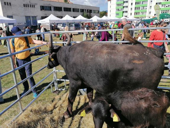 Csíkszereda: ismét a városba költözött a falu