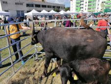 Csíkszereda: ismét a városba költözött a falu