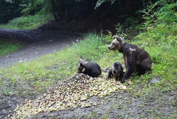 Nem a medvék száma nőtt drasztikusan, hanem a nyilvántartás volt hiányos