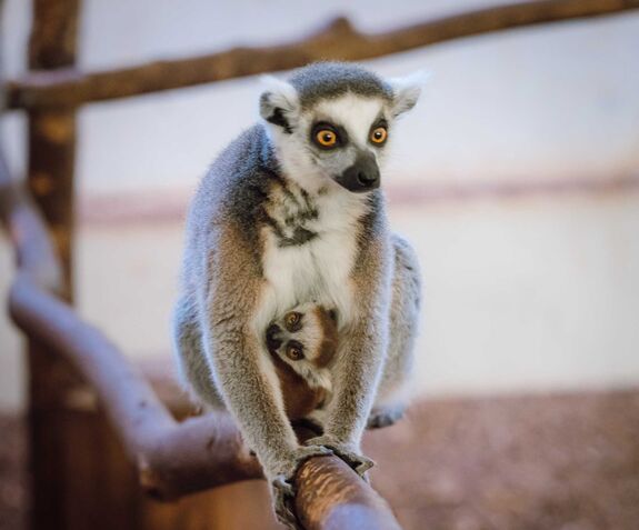 Emufiókák keltek ki, tarajos sülök és gyűrűsfarkú makik születtek a Marosvásárhelyen