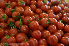 Nyolcvan lejre drágulhat a korai termésű hazai paradicsom