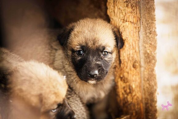 Kutyamentő nyílt nap: több mint száz kutya vár gazdára a sepsiszentgyörgyi menhelyen