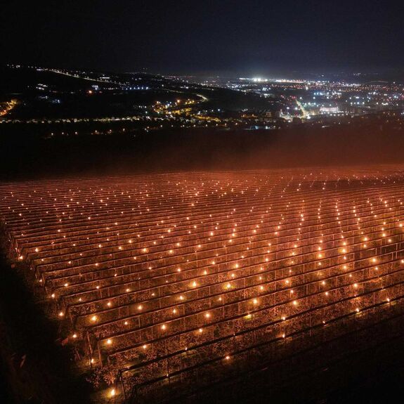 Mennyibe került Kolozsváron egy gyümölcsös megmentése az áprilisi fagytól?