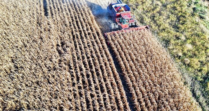 A műtrágyahiány mellett az El Nino is odacsaphat a globális mezőgazdaságnak