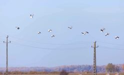 Évente több tízezer madár pusztul el a vezetékeknek csapódás és áramütés miatt