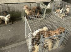 Huszonöt kutyát találtak összezsúfolva egy lakásban a tűzoltók