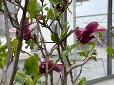 Baracktól a magnóliáig: milyen növények ültetésével érdemes próbálkozni Székelyföldön?