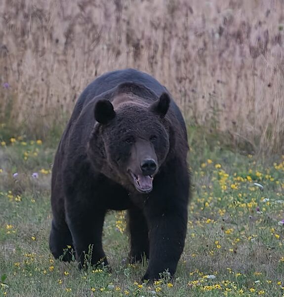 Motorját hátrahagyva menekült a medve elől egy fiatalember