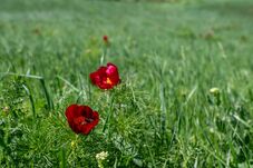 Bazsarózsa Fesztivált rendeznek a hétvégén Maros megyében