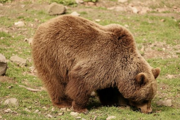 Megduplázták a medve-kilövési kvótát – Elfogadta a parlament az RMDSZ törvénytervezetét