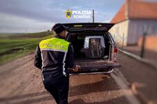 Kutyaviadalok szervezésének gyanúja miatt tartottak házkutatásokat Maros megyében