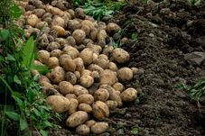 Visszaszorulóban a pityókatermesztés Hargita megyében