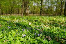 Májusi időjárás: hűvös kezdés után fokozatos felmelegedés 