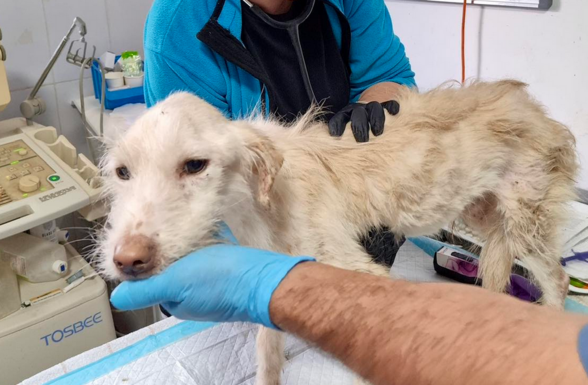 Éhezve, betegen, bezárva: 21 állatot mentettek ki egy bukaresti lakásból