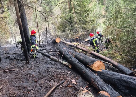 Fa dőlt egy nagyfeszültségű vezetékre Borszéken: több ezer fogyasztó maradt áram nélkül