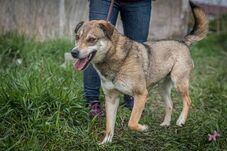 „Tesztvezetés” menhelyi kutyákkal: társat választhatsz a Szent György Napokon