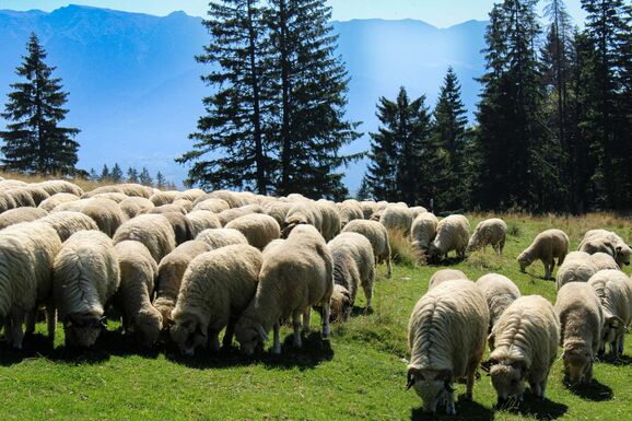 Mesterséges termékenyítés, genetika és tudatos tenyésztés a juhászatokban