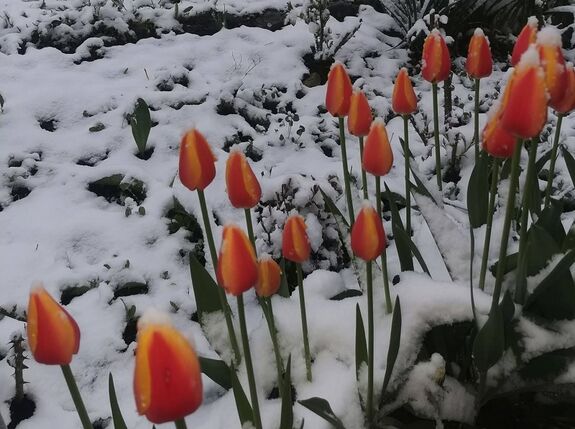Visszatért a tél ország központi részén – Kovászna megyében is bevetették a hókotrókat (VIDEÓ)