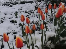 Visszatért a tél ország központi részén – Kovászna megyében is bevetették a hókotrókat (VIDEÓ)