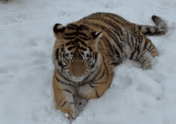 Szibériai tigris leselkedik a kertben – Sir Kán téli videójára a rendőrség is reagált (VIDEÓ)