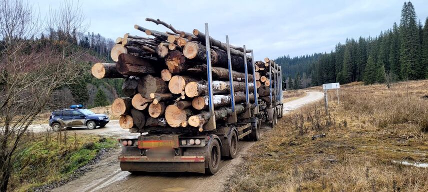Közel 2000 köbméter lopott fa Háromszéken: több mint félmillió lejes bírság és 316 eljárás