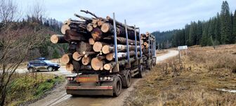 Közel 2000 köbméter lopott fa Háromszéken: több mint félmillió lejes bírság és 316 eljárás